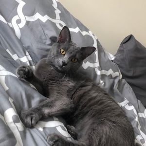 Meet your Posher, Sybil